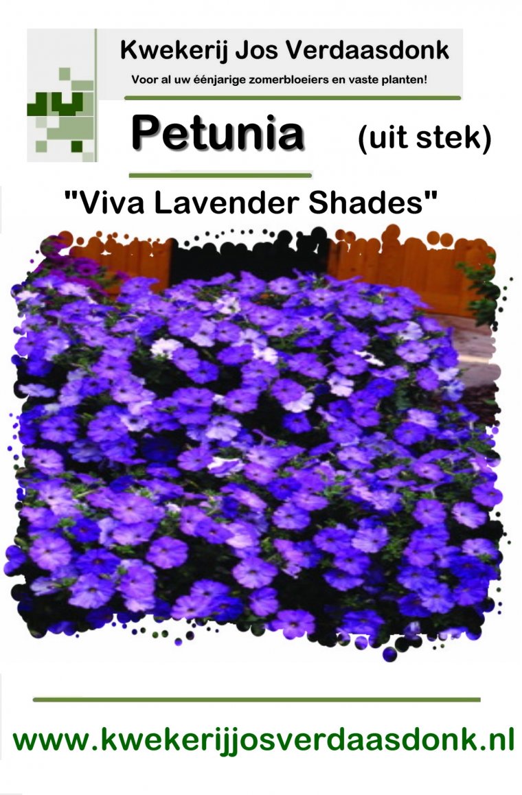440 petunia viva lavender shades